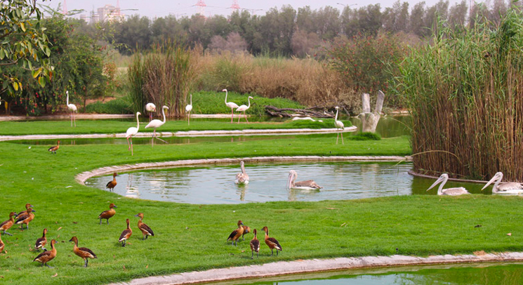underrated places to visit in UAE for National Day break - Al Wasit Wetland Nature Reserve 