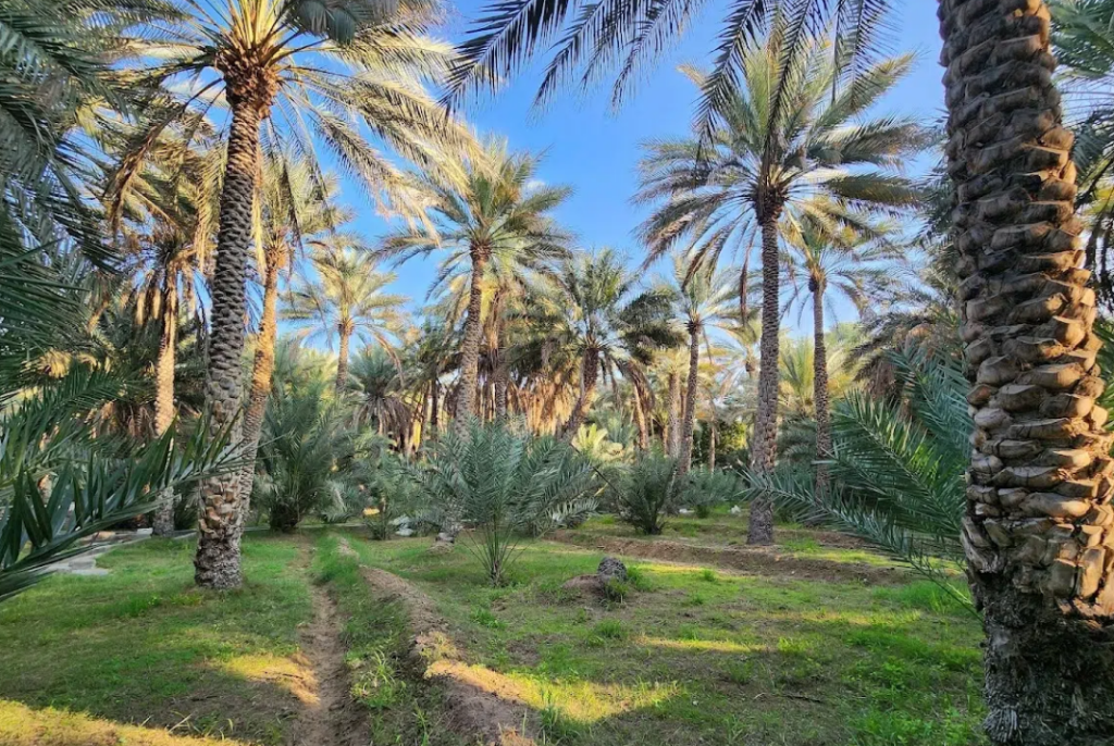 underrated places to visit in UAE for National Day break -  Al Ain Oasis 
